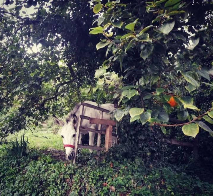 アルビソーラ・スペリオーレ La Casa Di Moヴィラ エクステリア 写真